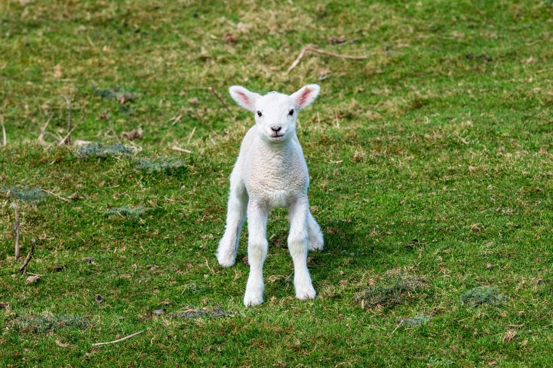 Private Best of Wicklow Tour