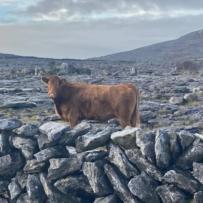 3 Day Tour of the West of Ireland: Cliffs of Moher, Galway and Connemara